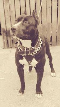 Photo of the dog