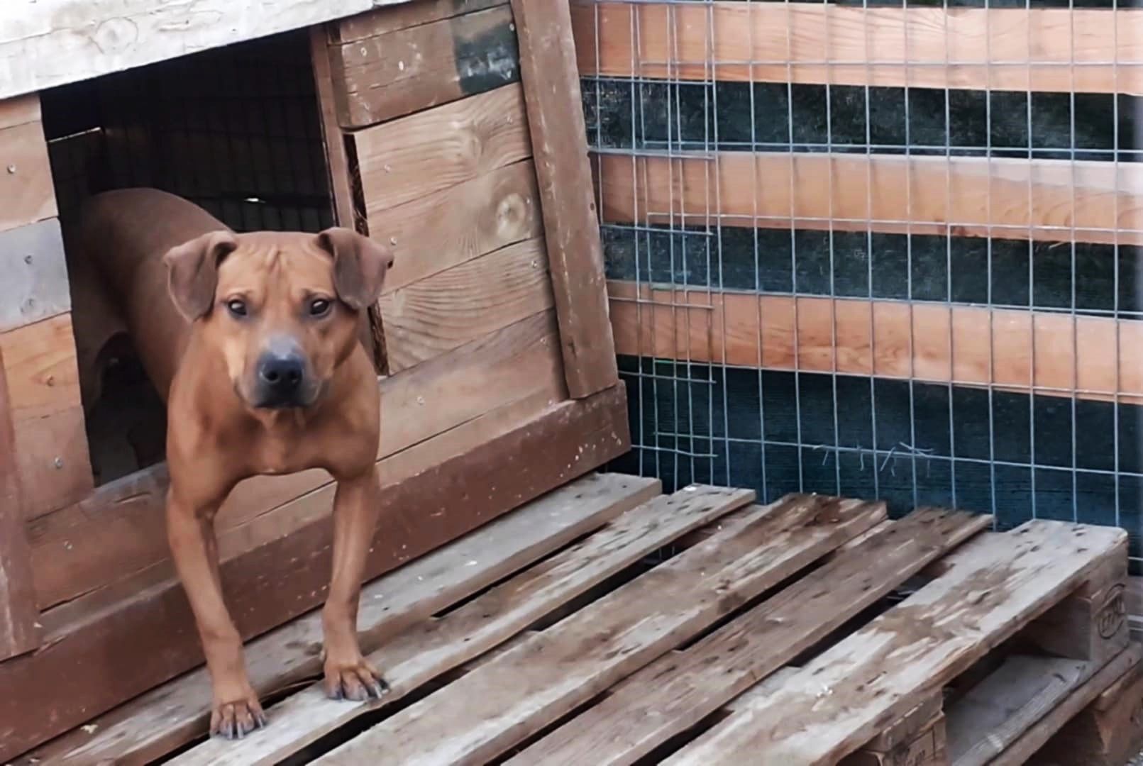 Photo of the dog
