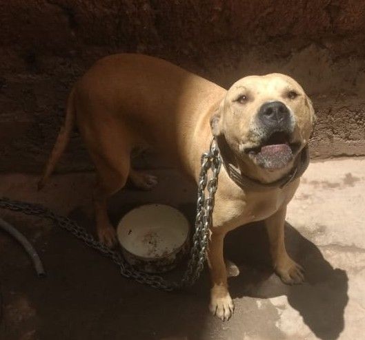 Photo of the dog