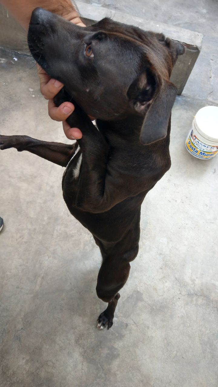 Photo of the dog