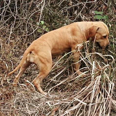 Photo of the dog