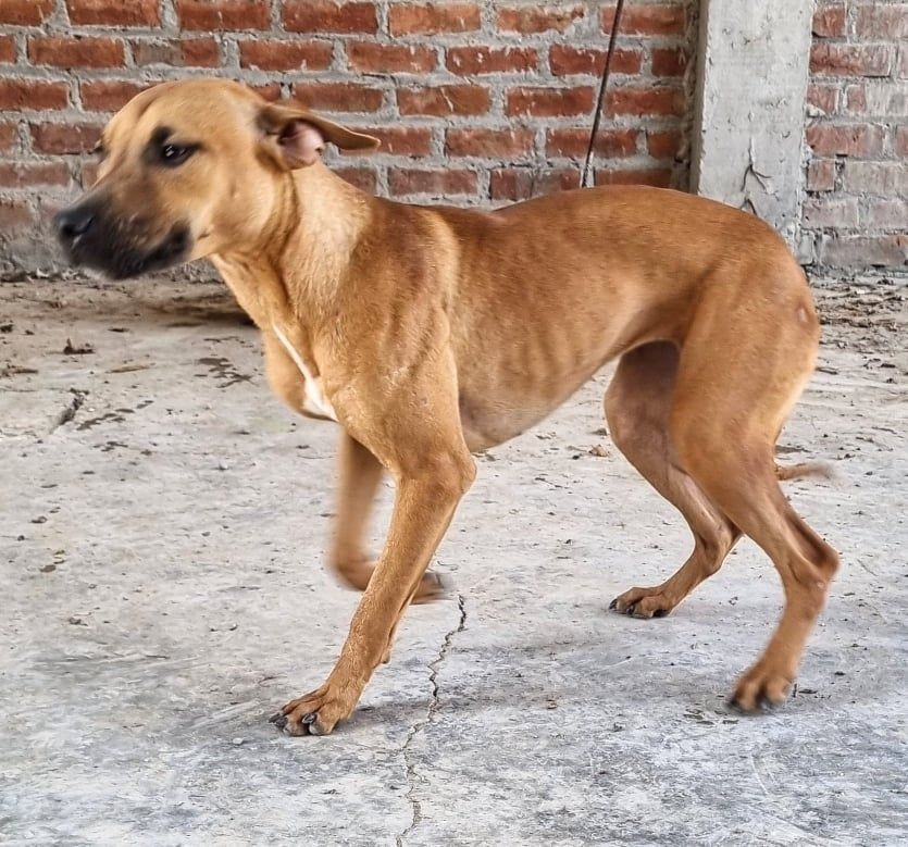 Photo of the dog