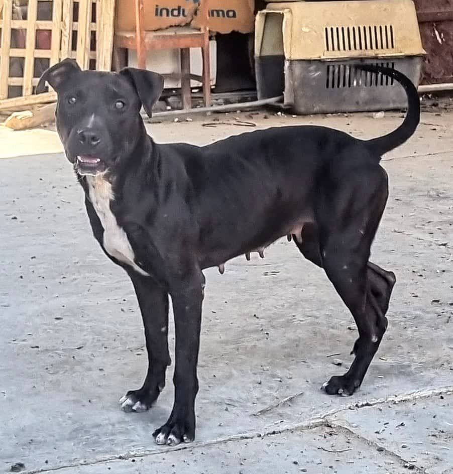 Photo of the dog