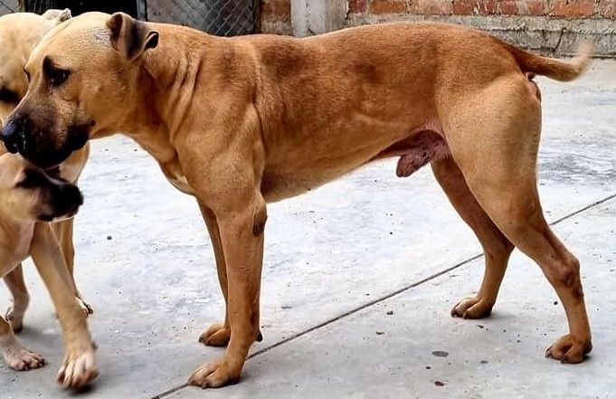 Photo of the dog