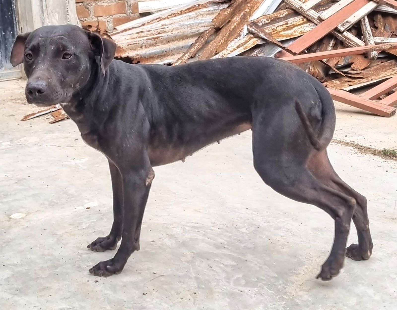 Photo of the dog