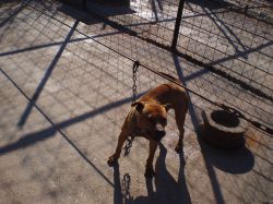 Photo of the dog