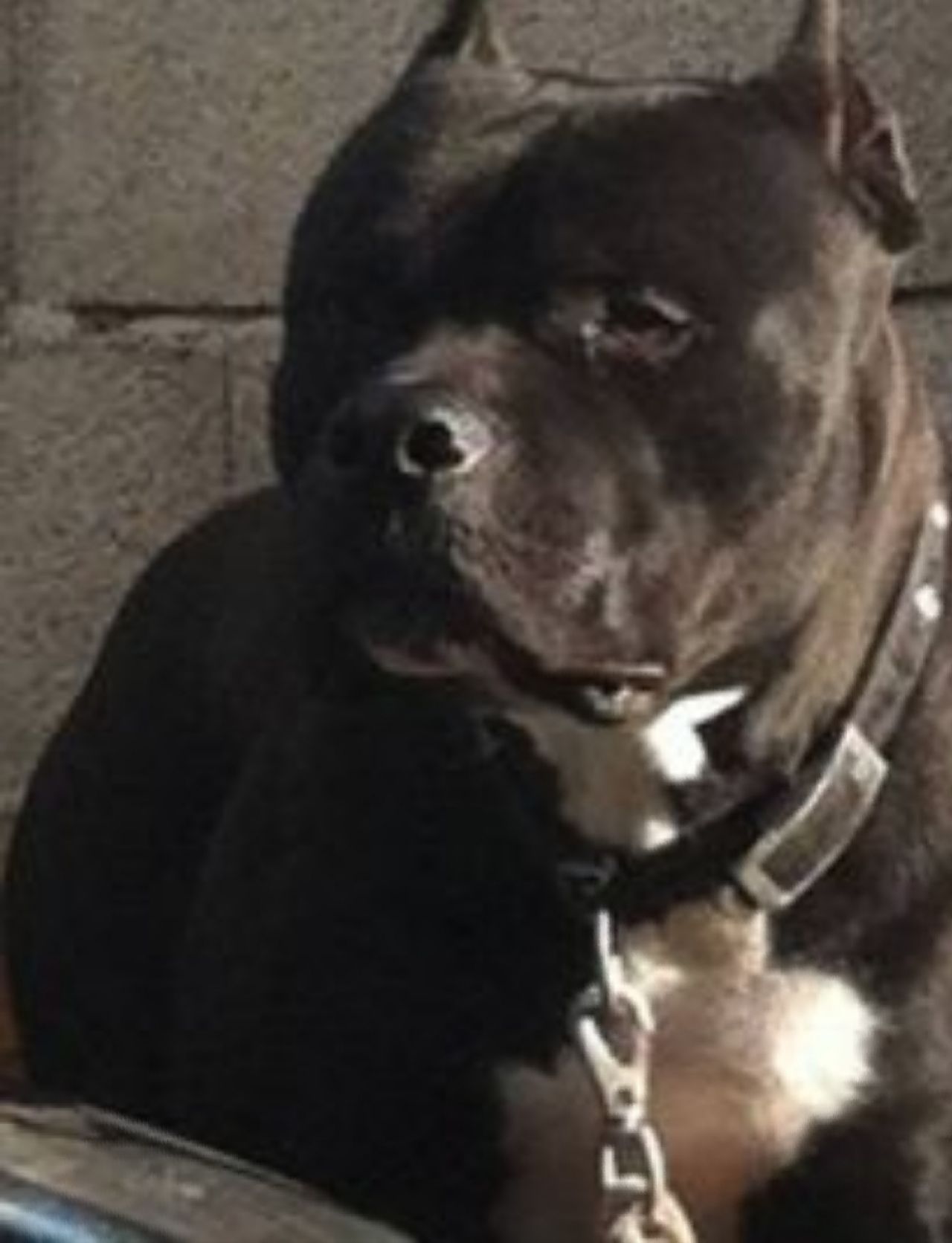 Photo of the dog