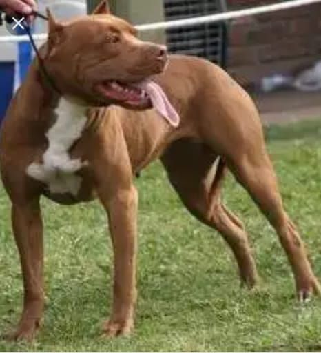 Photo of the dog
