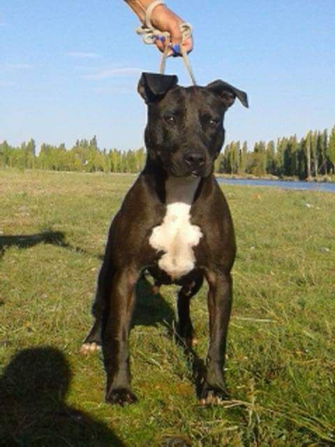 Photo of the dog