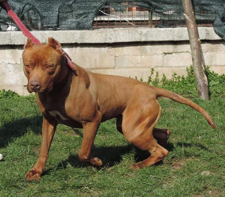 Photo of the dog