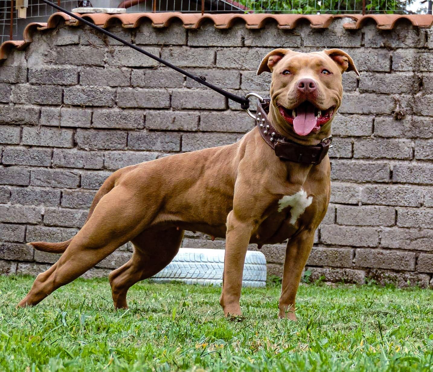 Photo of the dog