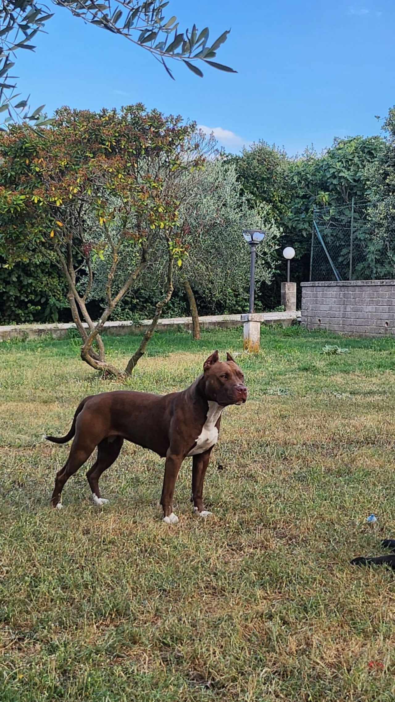 Photo of the dog