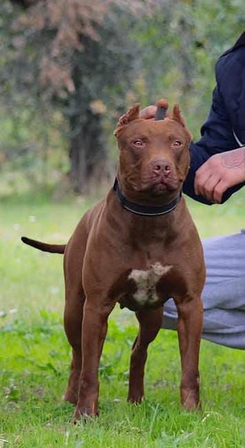 Photo of the dog