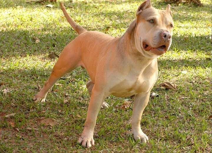 Photo of the dog