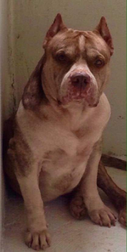 Photo of the dog