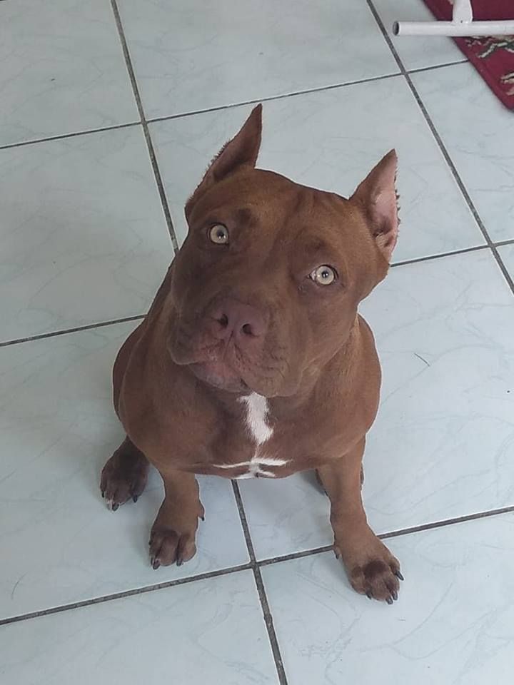 Photo of the dog