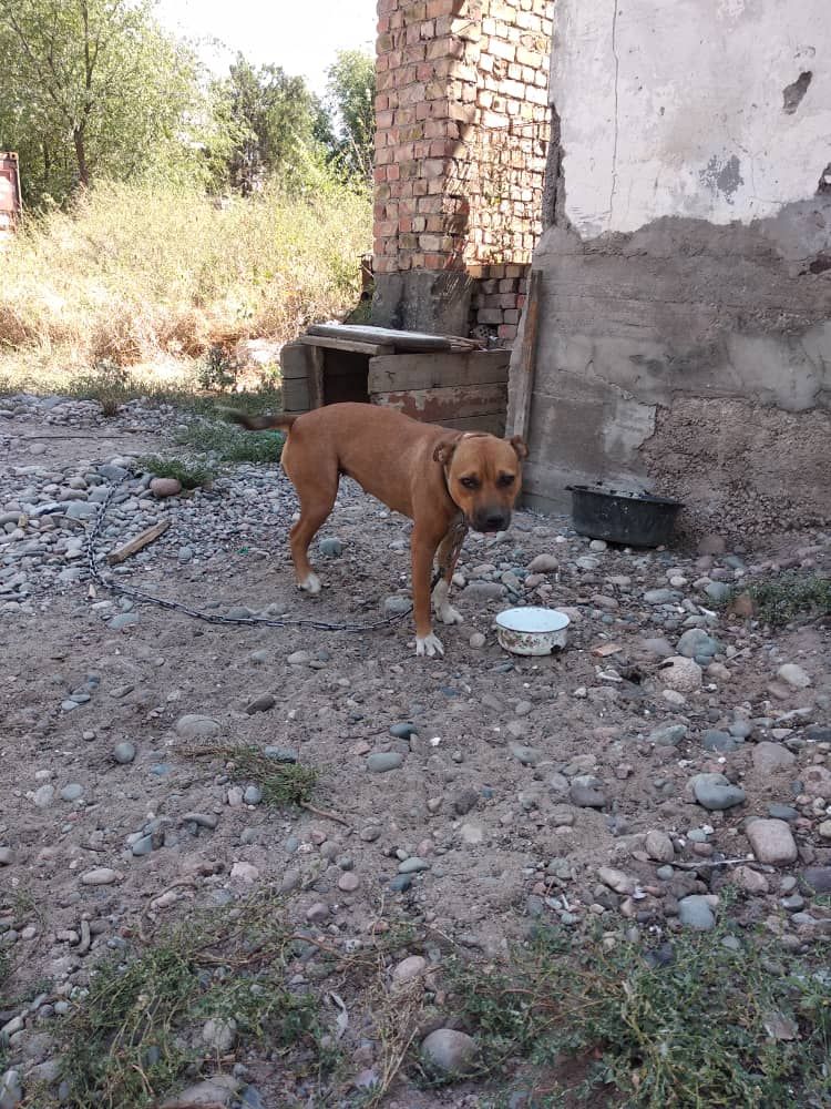 Photo of the dog