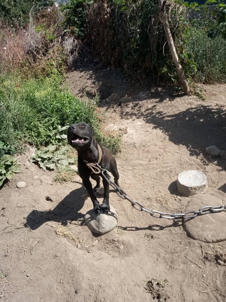 Photo of the dog