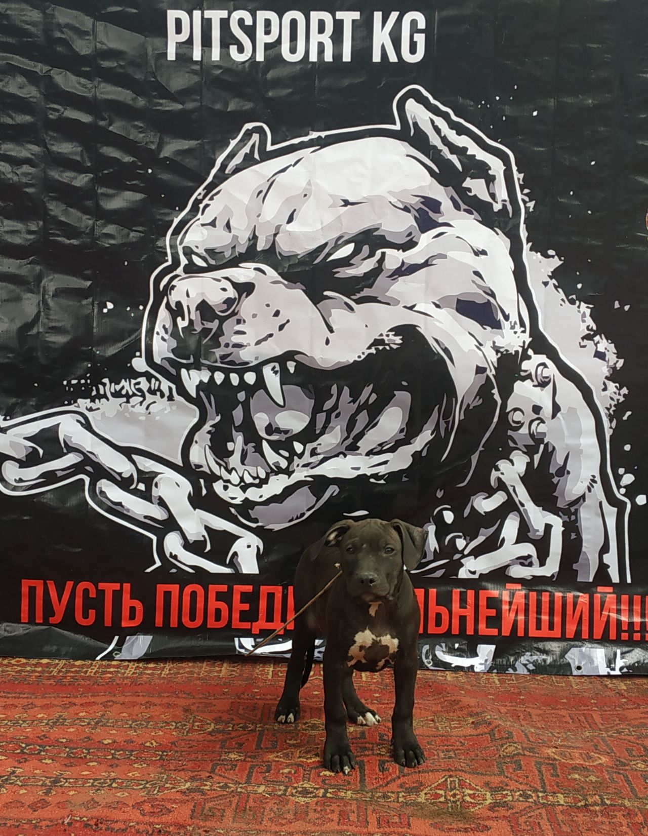 Photo of the dog