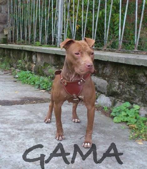 Photo of the dog