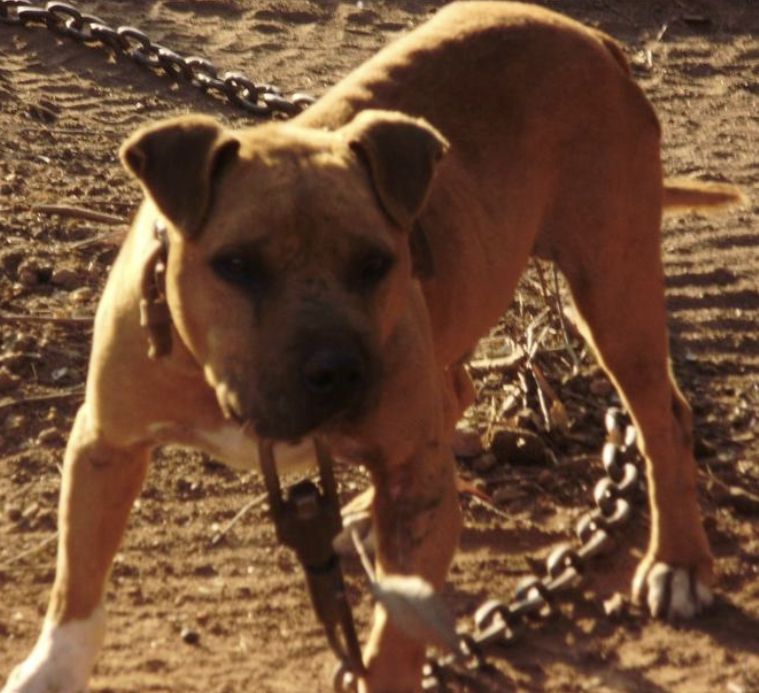 Photo of the dog