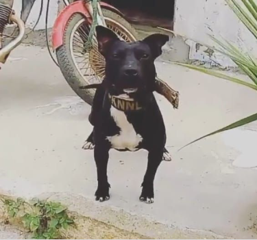 Photo of the dog
