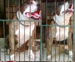 Photo of the dog