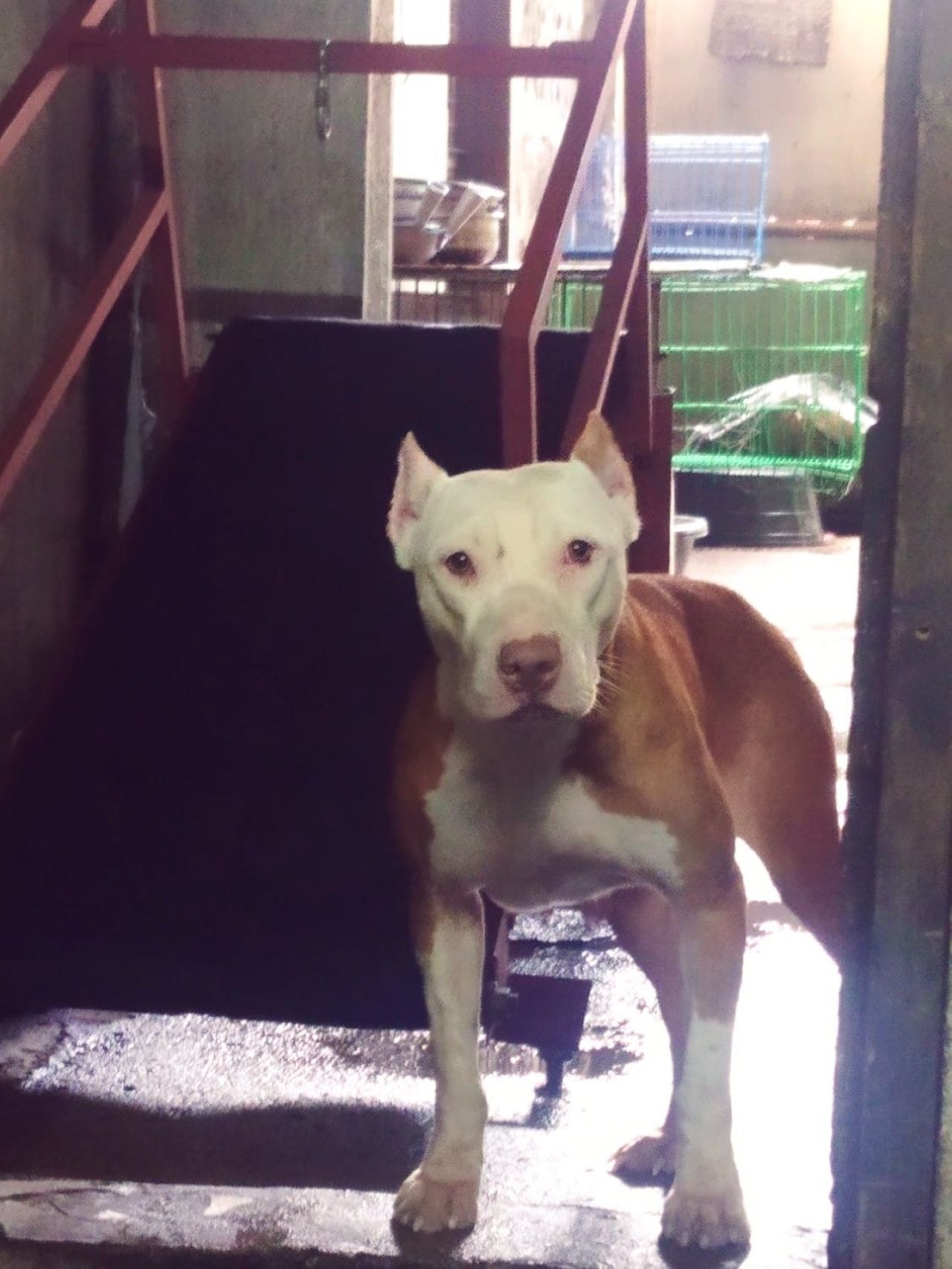 Photo of the dog