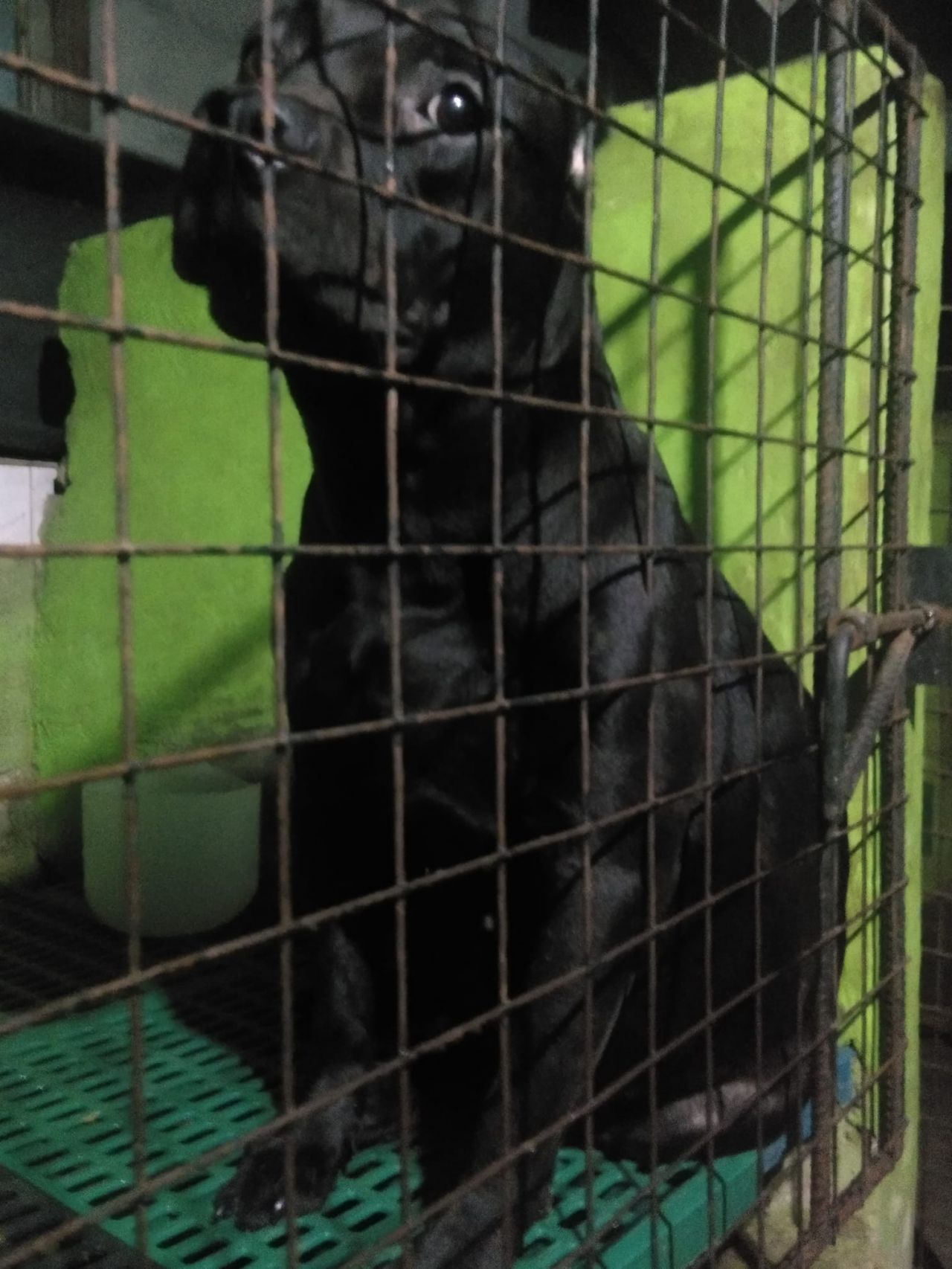 Photo of the dog