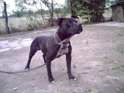 Photo of the dog