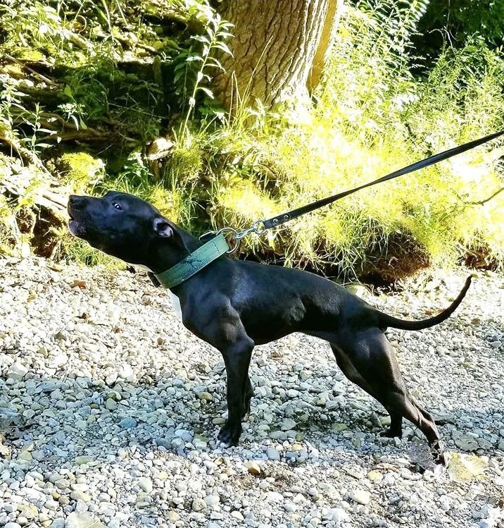 Photo of the dog