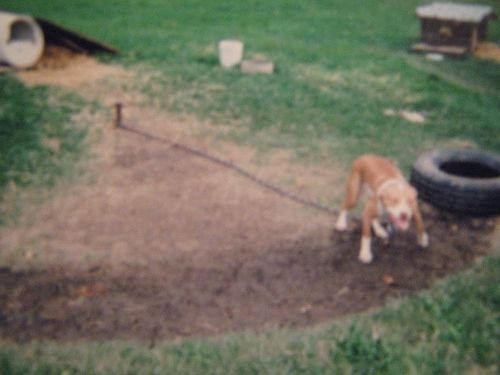 Photo of the dog