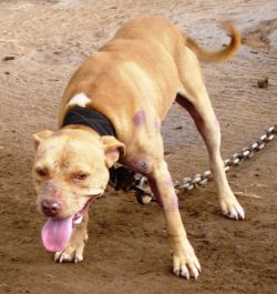 Photo of the dog