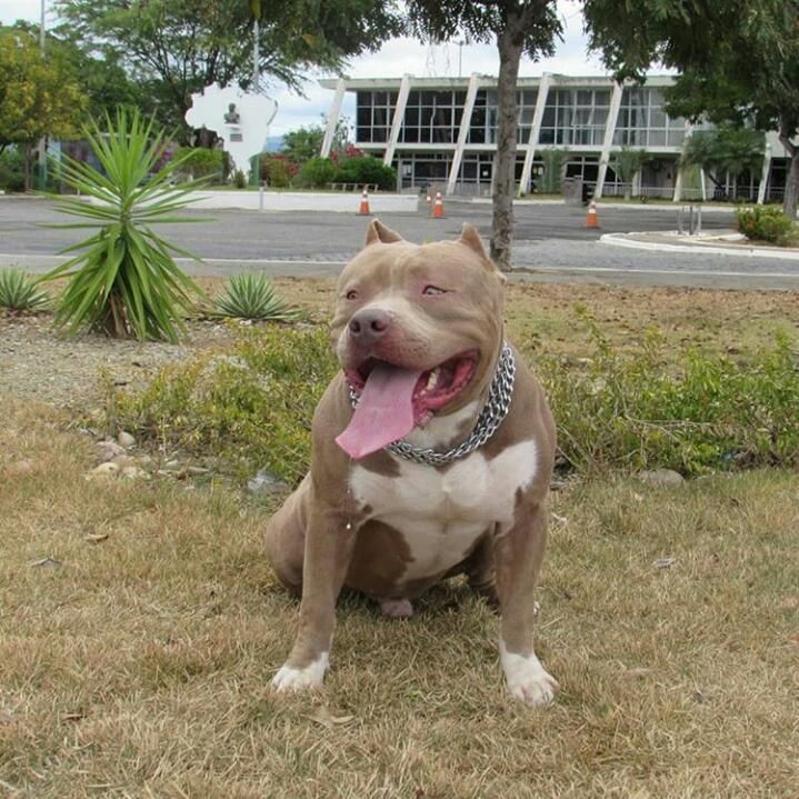 Photo of the dog