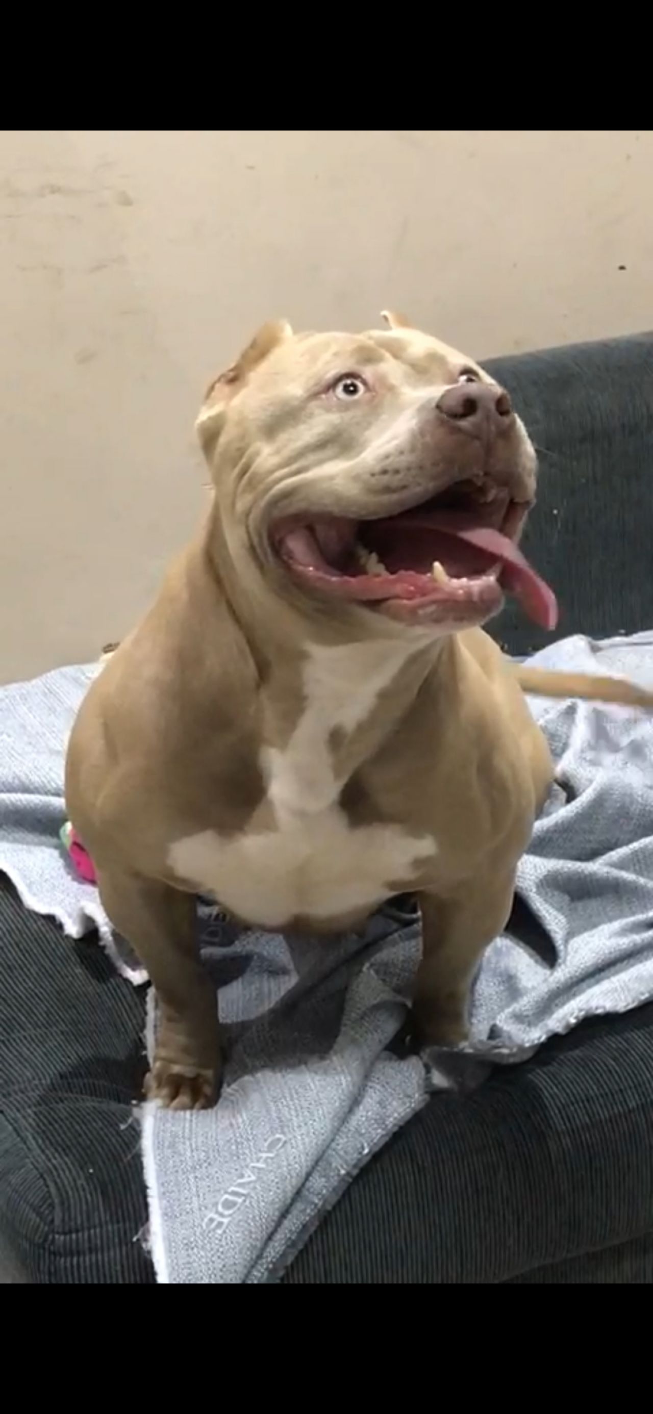 Photo of the dog