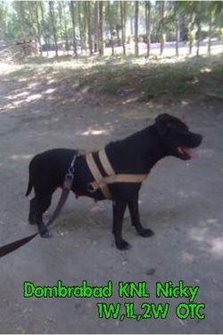 Photo of the dog