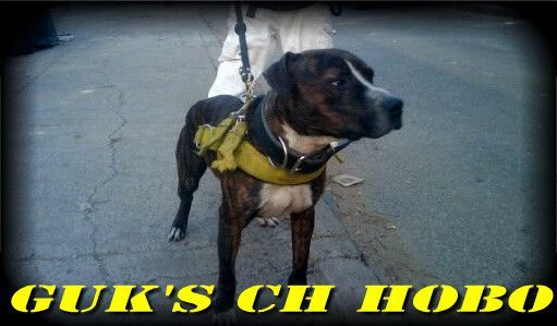 Photo of the dog