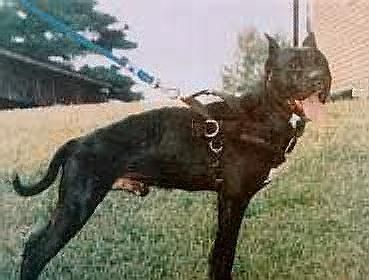 Photo of the dog