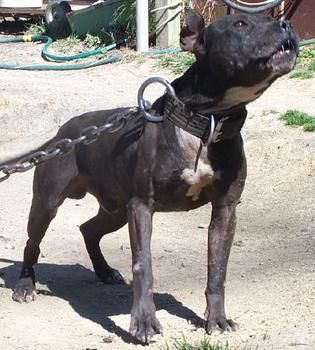Photo of the dog