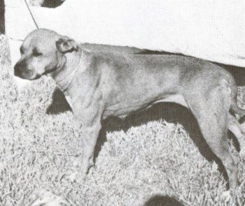 Photo of the dog