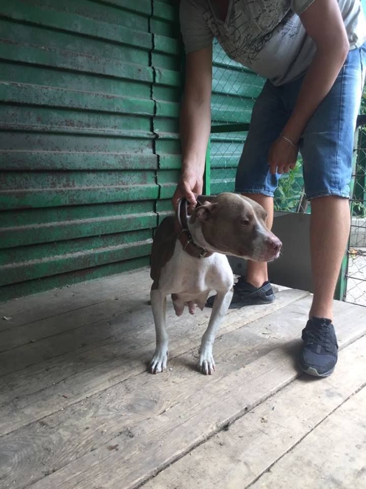 Photo of the dog