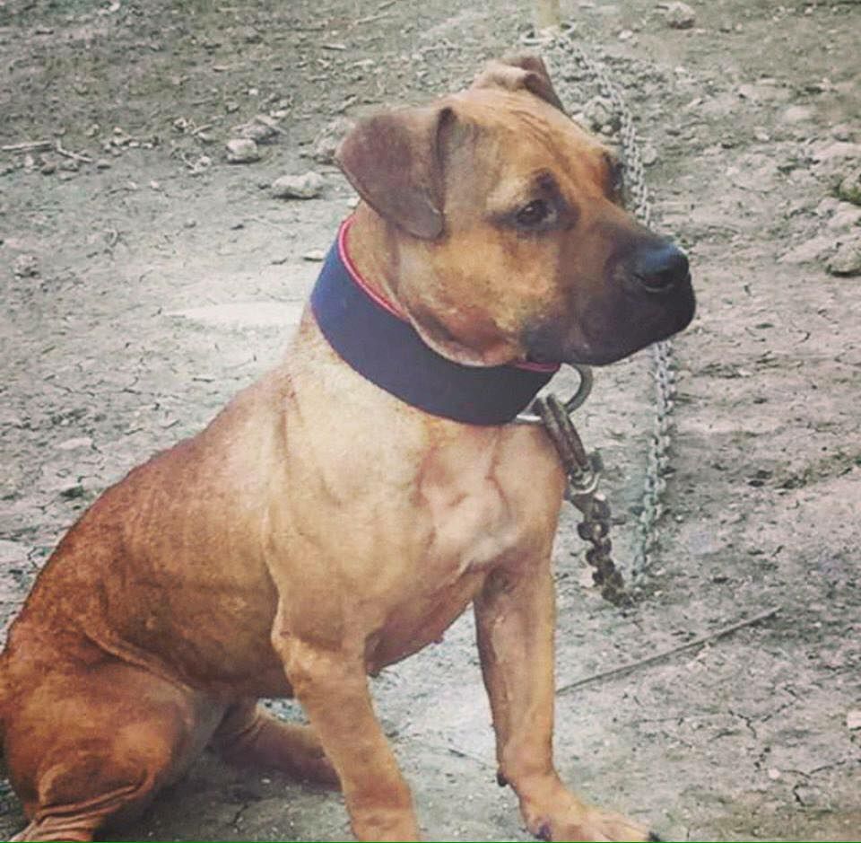 Photo of the dog