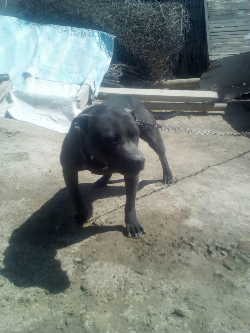 Photo of the dog