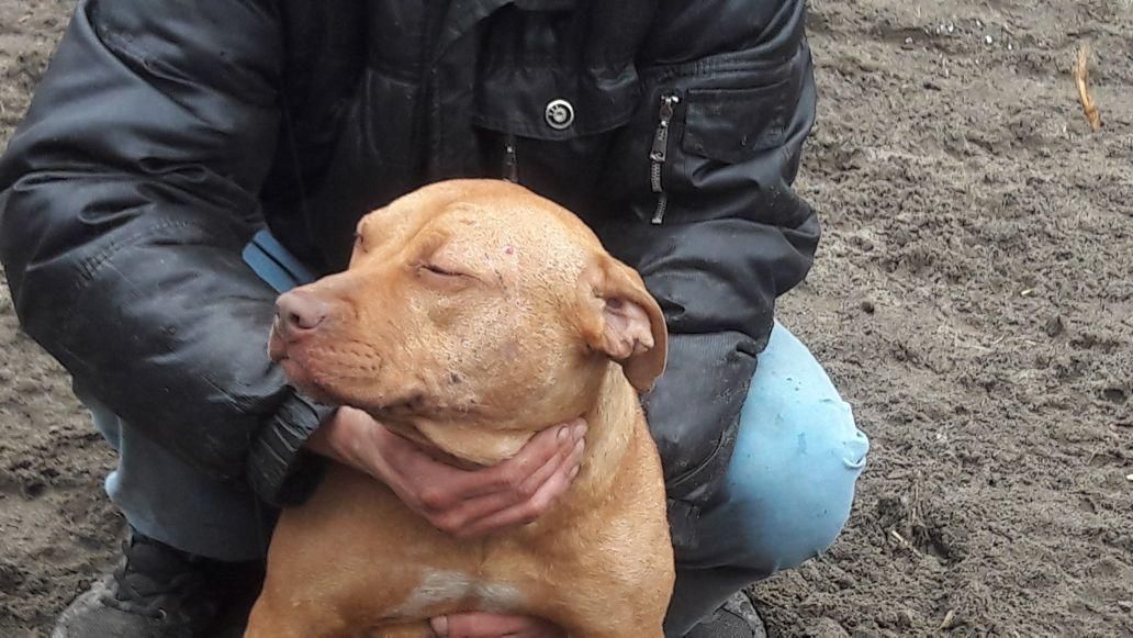 Photo of the dog