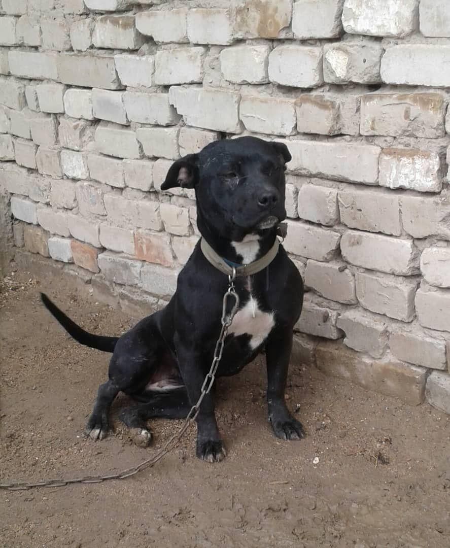 Photo of the dog