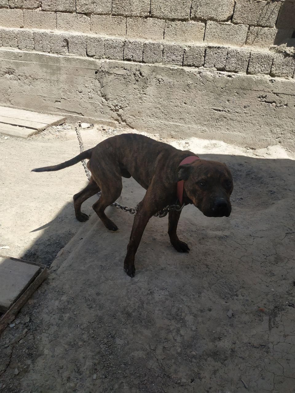 Photo of the dog