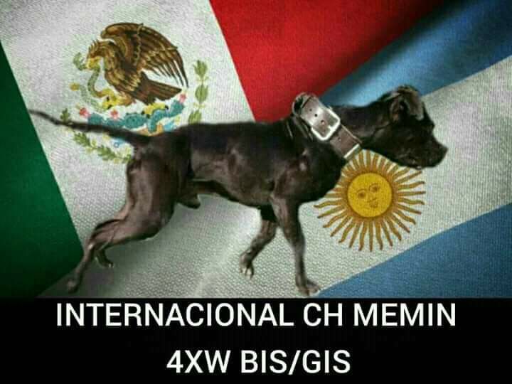 Photo of the dog