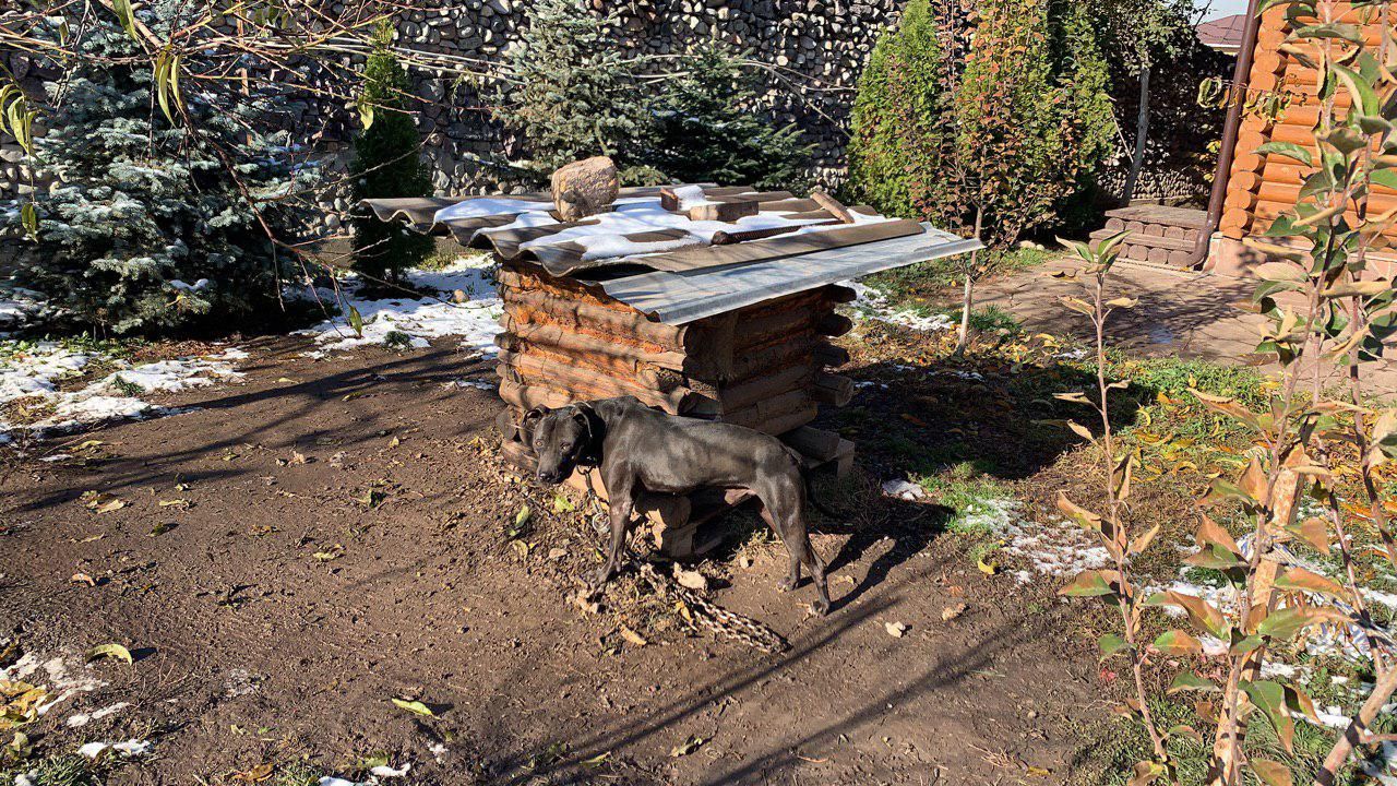 Photo of the dog
