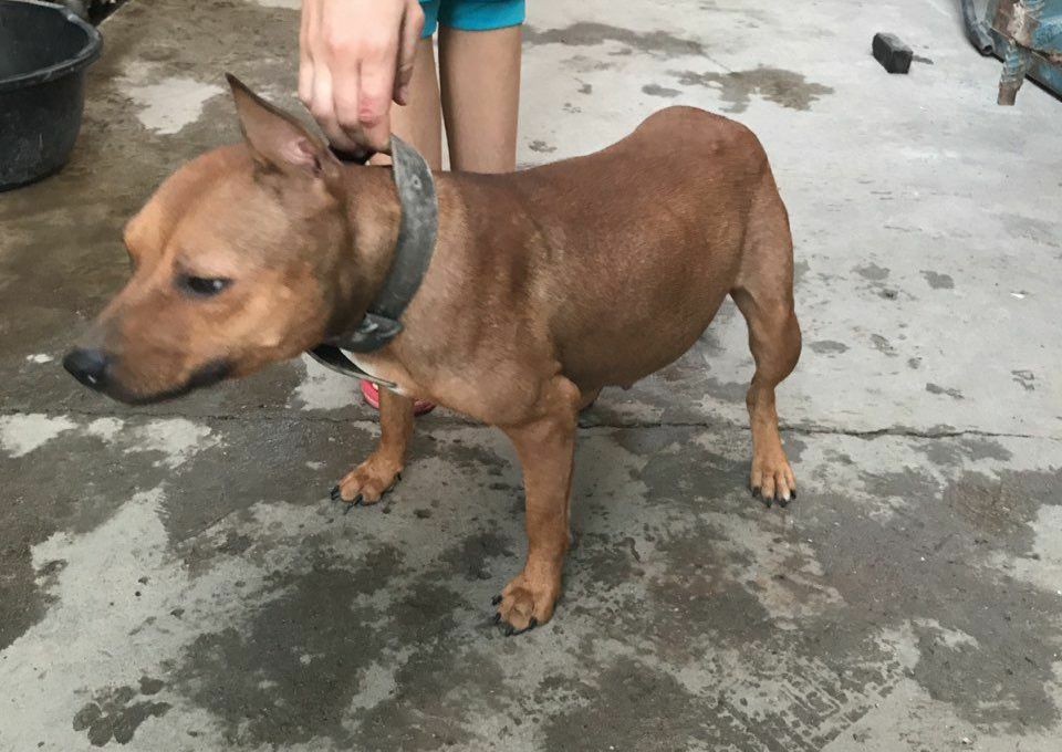 Photo of the dog