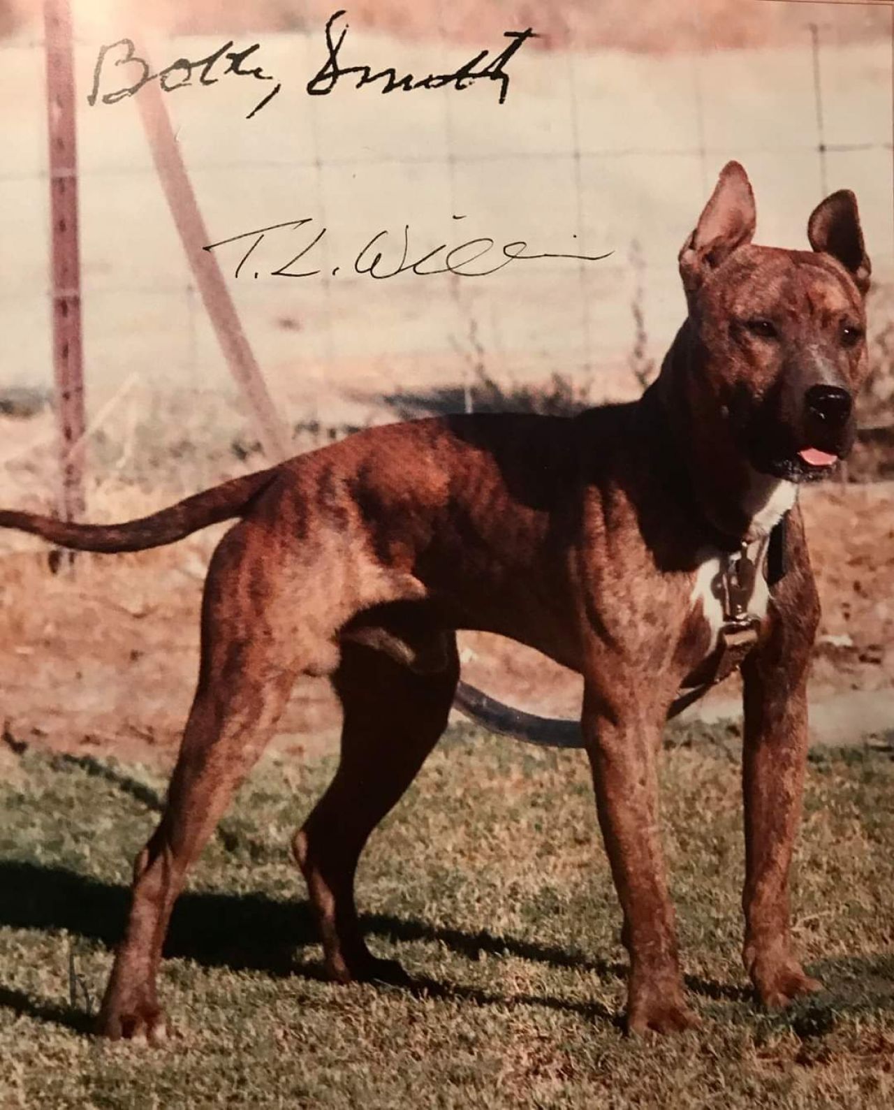 Photo of the dog